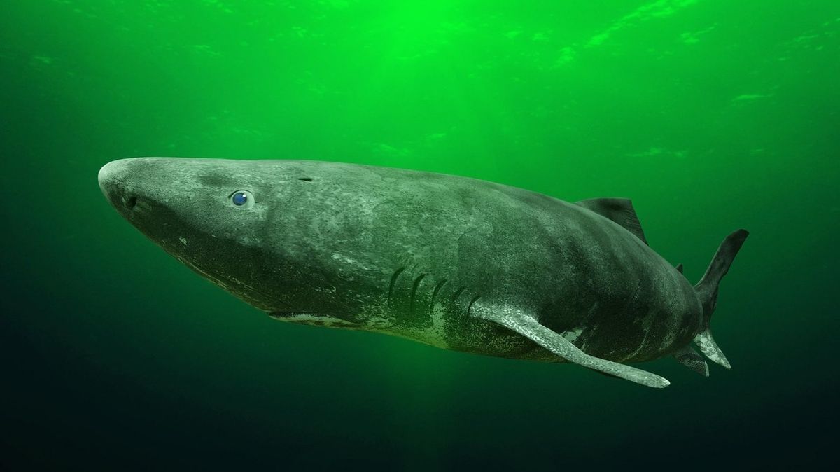 V Karibiku se objevil žralok grónský